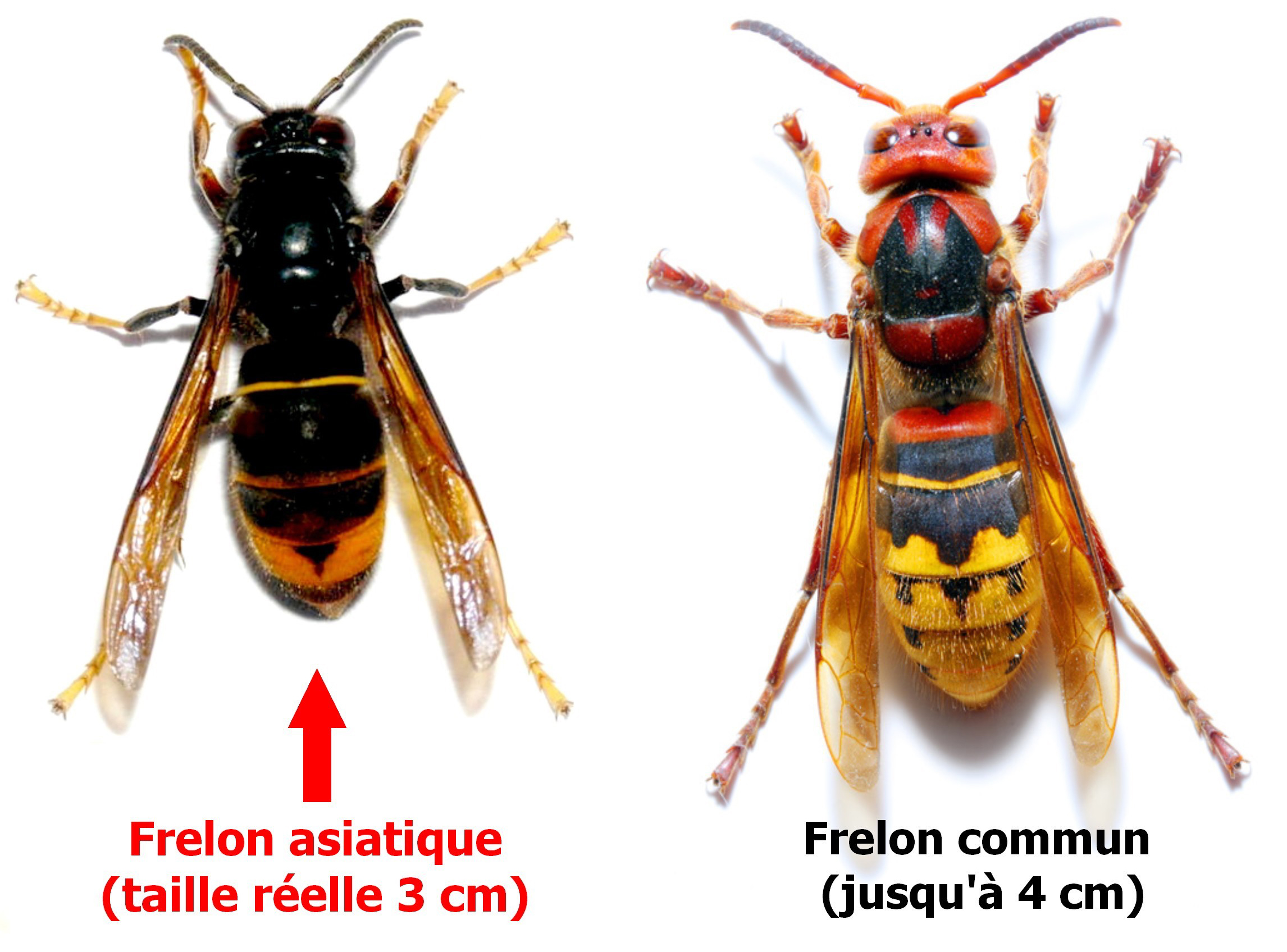 Différence Entre Crabo Et Velutina