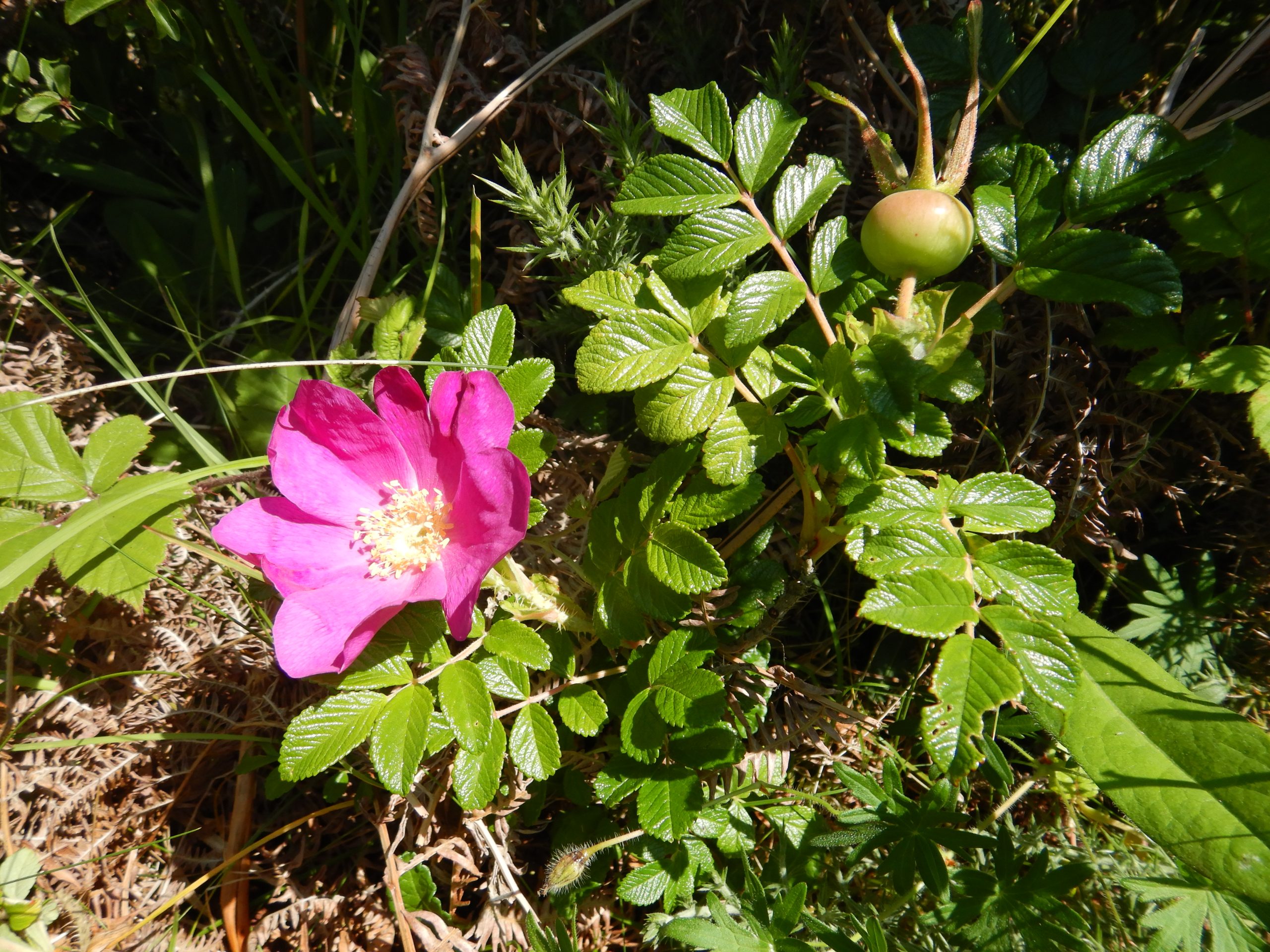 Rosier Rugueux